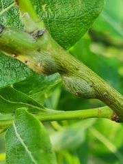 Euhexomyza simplicoides