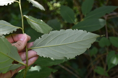 Diospyros japonica