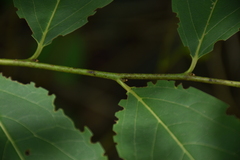Diospyros japonica