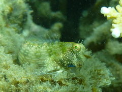 Salarias alboguttatus