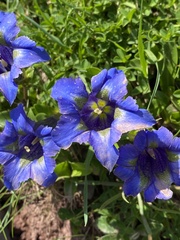 Gentiana acaulis