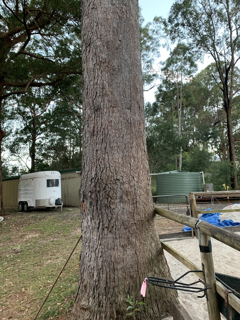 Pink Bloodwood from Toula Ct, Advancetown, QLD, AU on June 20, 2022 at ...