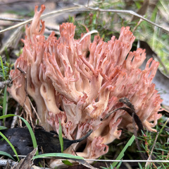 Ramaria australiana