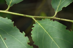 Diospyros japonica