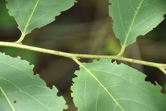 Diospyros japonica