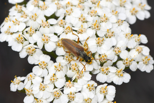 Cortodera subpilosa photo 5