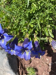 Gentiana acaulis