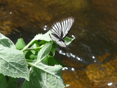 Aldania raddei