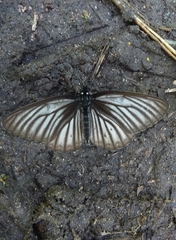 Aldania raddei