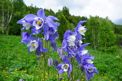 Aquilegia jucunda