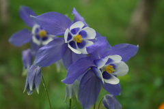 Aquilegia jucunda