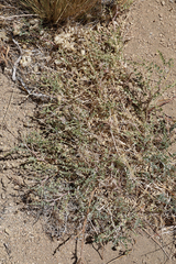 Astragalus lentiginosus variabilis