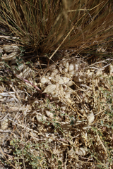 Astragalus lentiginosus variabilis