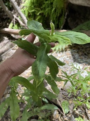 Symphyotrichum greatae