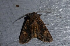 Ichneutica skelloni
