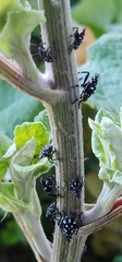 Lycorma delicatula