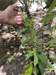Symphyotrichum greatae