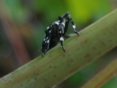 Lycorma delicatula