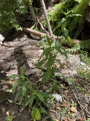 Symphyotrichum greatae