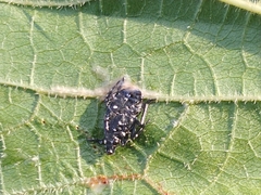 Lycorma delicatula
