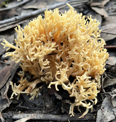 Ramaria lorithamnus