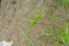 Cyperus lupulinus macilentus