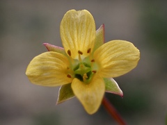 Roepera angustifolia