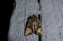Ichneutica insignis