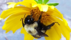 Bombus perplexus