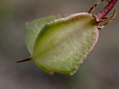 Roepera angustifolia