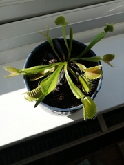 Dionaea