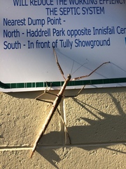 Acrophylla wuelfingi