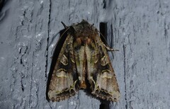 Ichneutica insignis