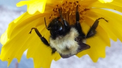 Bombus perplexus