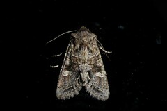 Ichneutica insignis