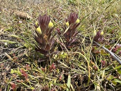 Castilleja victoriae