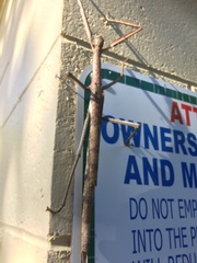 Acrophylla wuelfingi