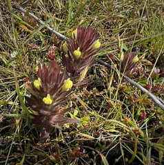 Castilleja victoriae