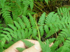 Dryopteris × triploidea