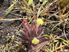 Castilleja victoriae