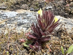 Castilleja victoriae