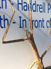 Acrophylla wuelfingi