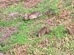 Isoodon obesulus obesulus