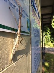 Acrophylla wuelfingi