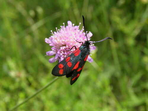 Vingiorykštinis Marguolis