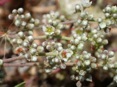 Corrigiola telephiifolia
