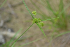 Cyperus lupulinus macilentus