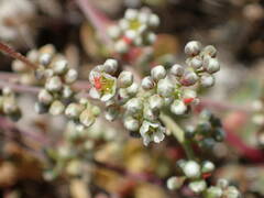 Corrigiola telephiifolia