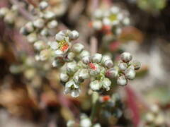 Corrigiola telephiifolia