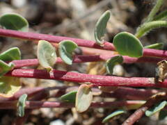 Corrigiola telephiifolia